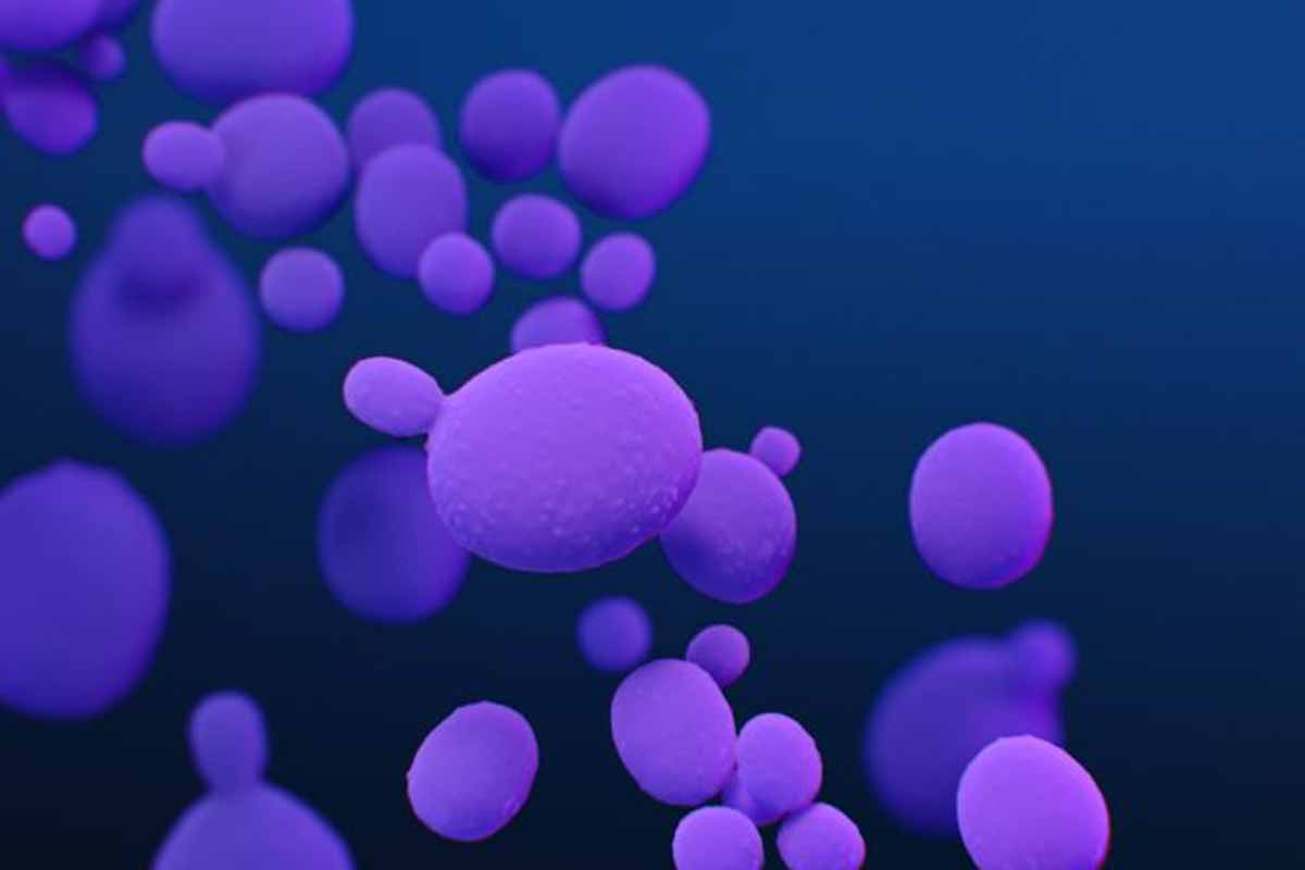Candida auris