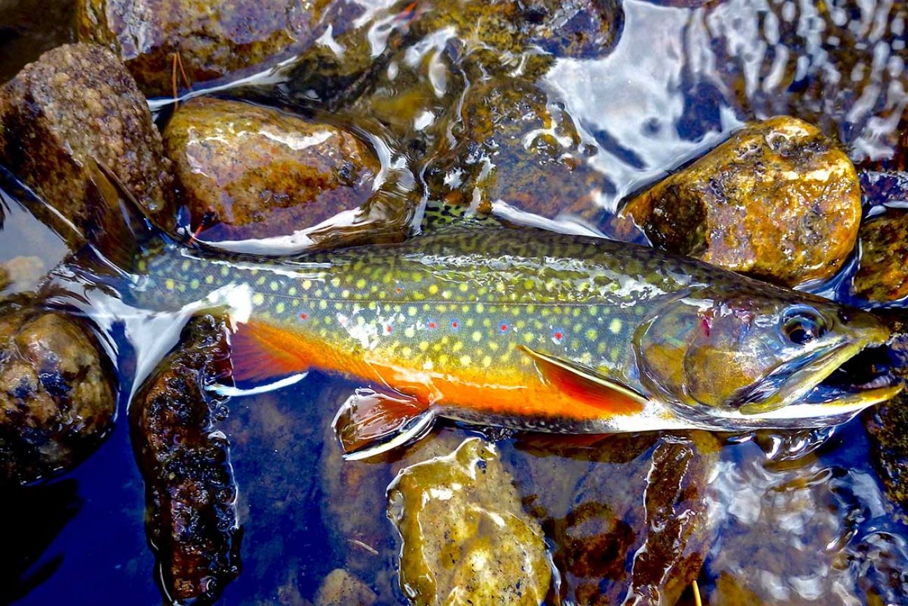 salmon