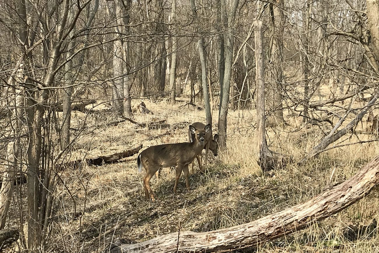 Deer