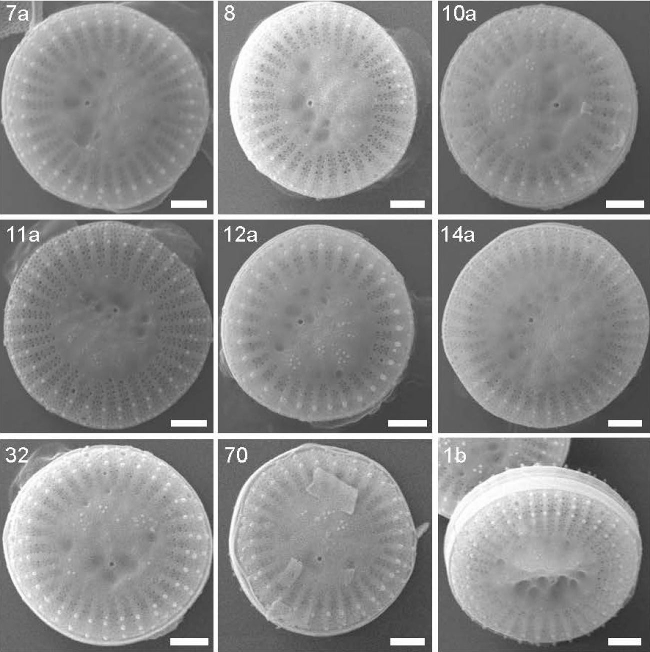 Phytoplankton