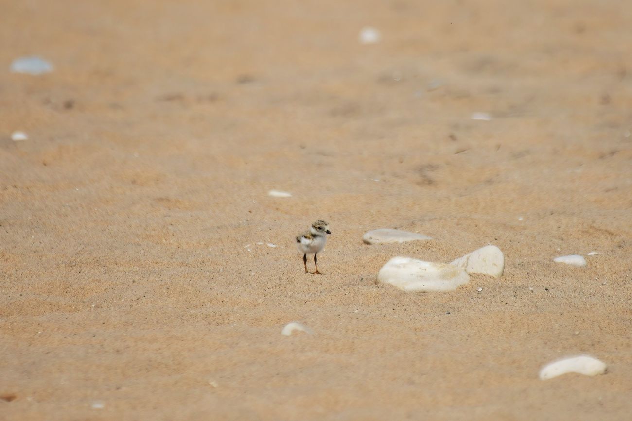 piping plover chick
