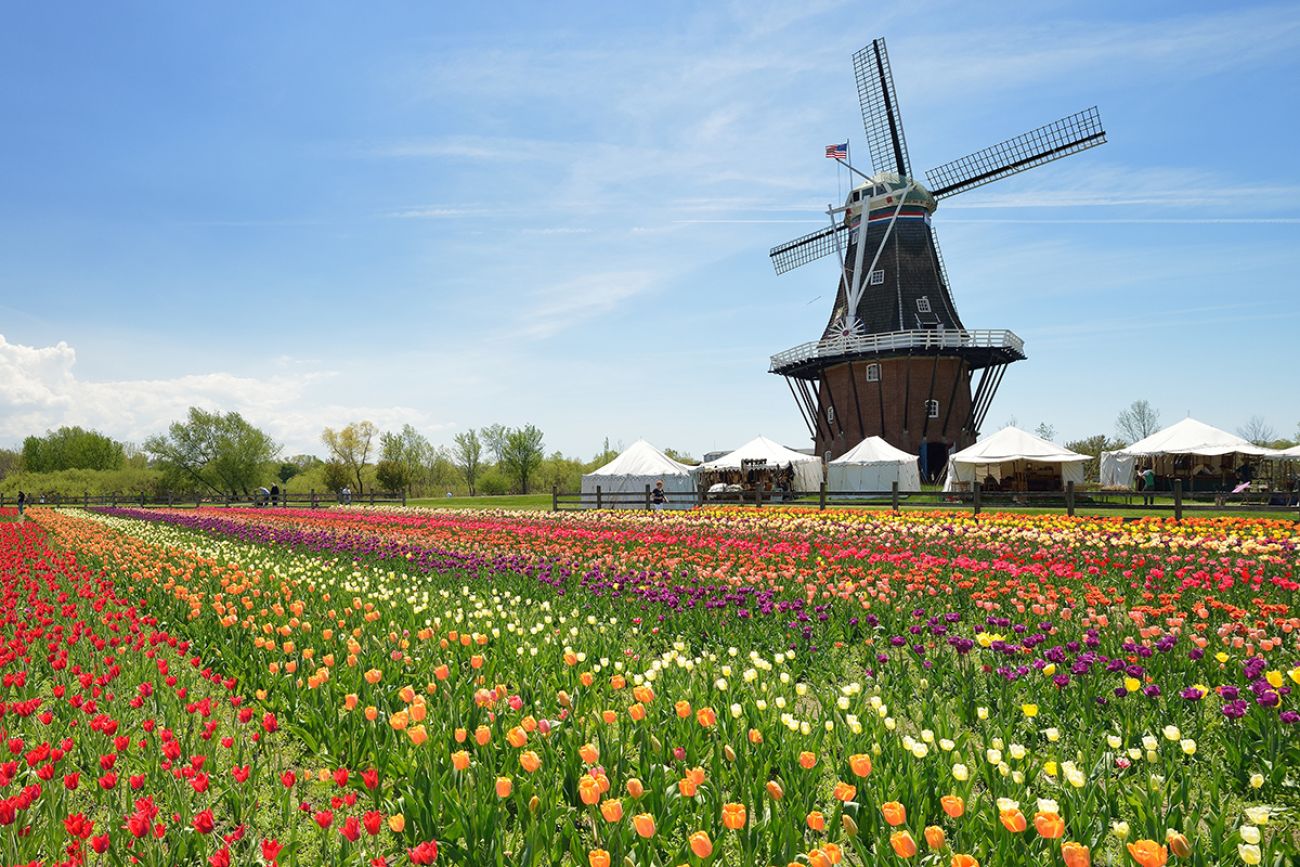 Dutch Windmill in a Holland Michigan tulip field.