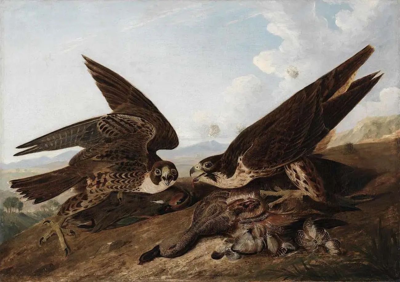 pictures of two falcons