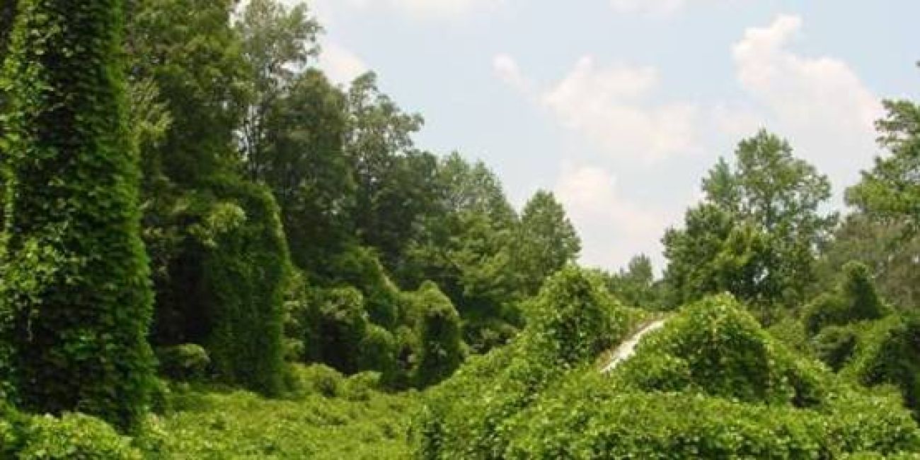 kuduz, green and leafy