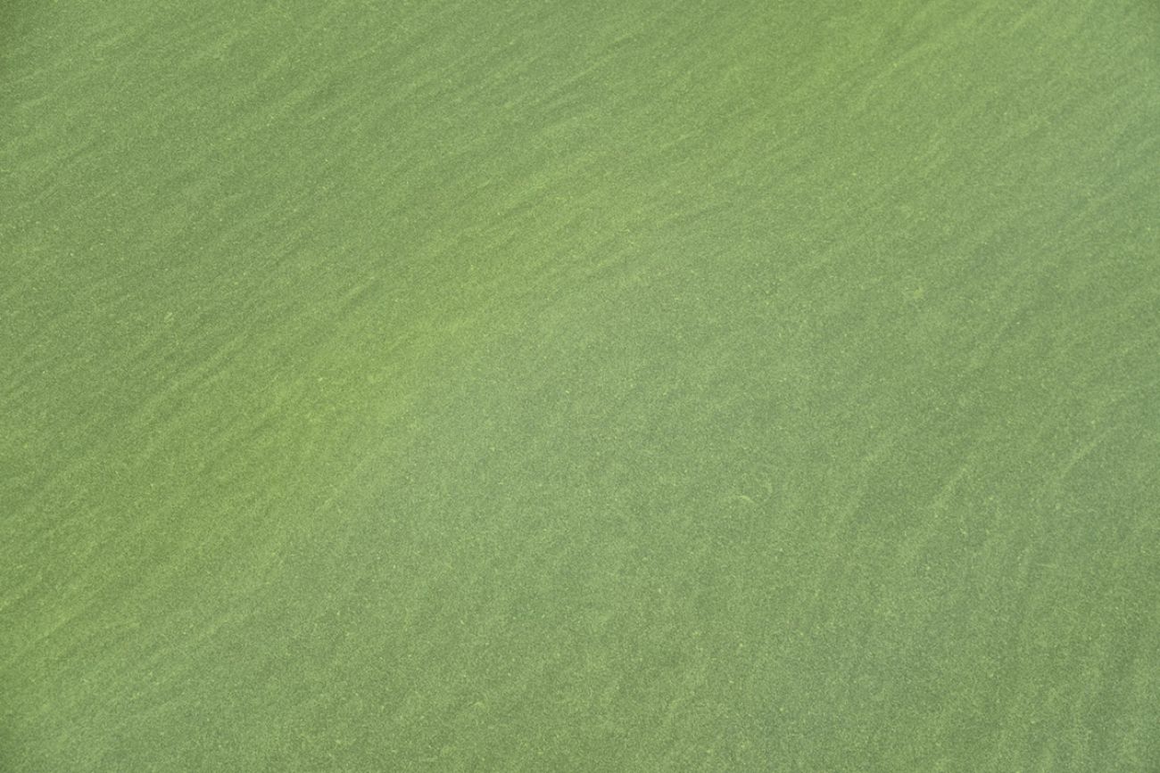 cyanobacterial bloom in Lake Erie