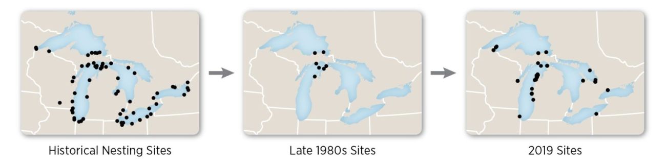 illustrations of Michigan showing habitat degradation affecting piping plovers