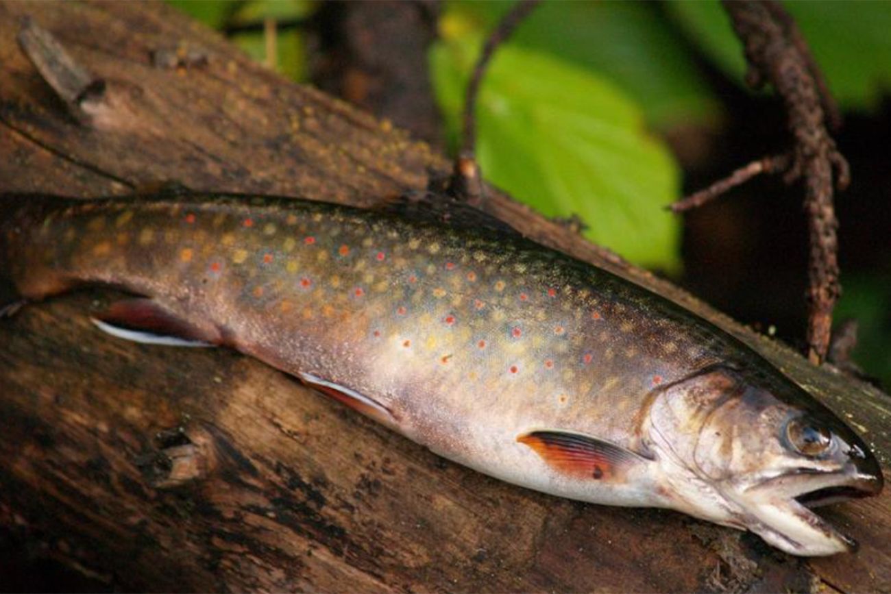 black trout