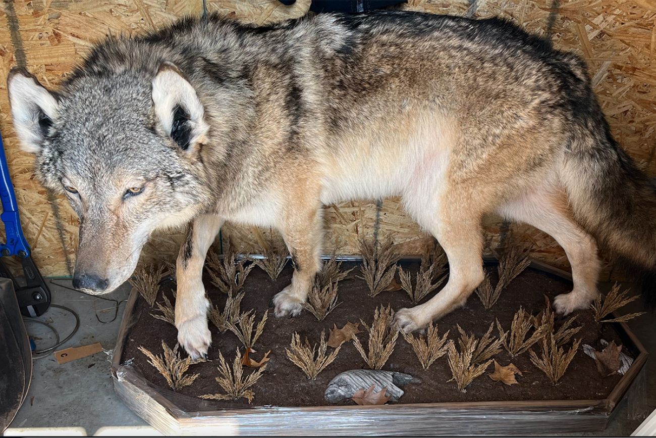 taxidermied wolf