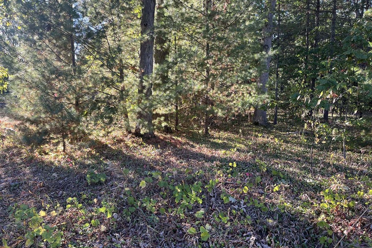Dry trees in Interlochen, Michigan