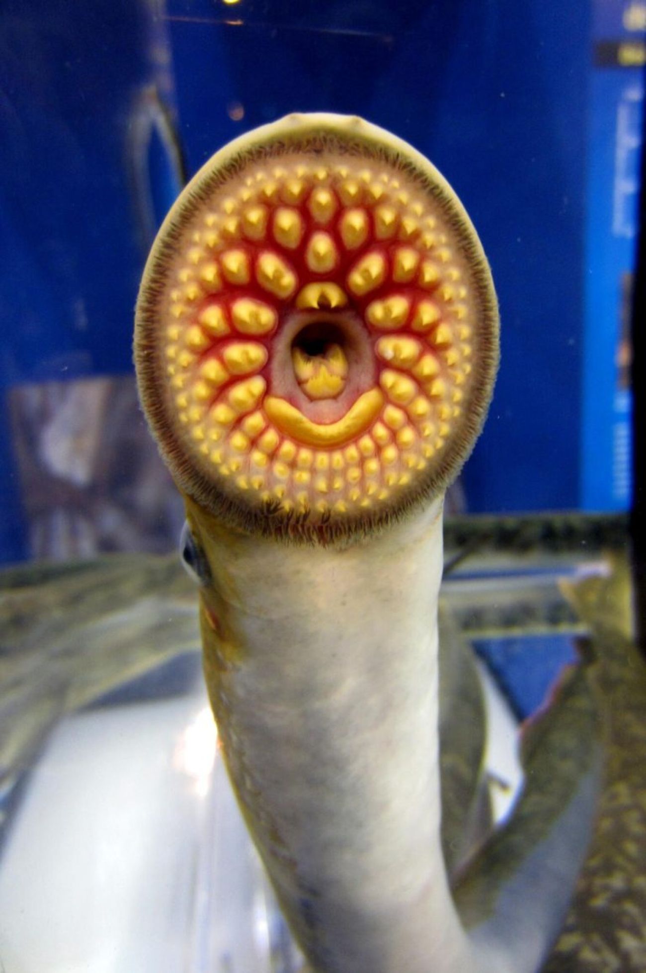 Sea lampreys opening it's month. It's a worm-looking creature