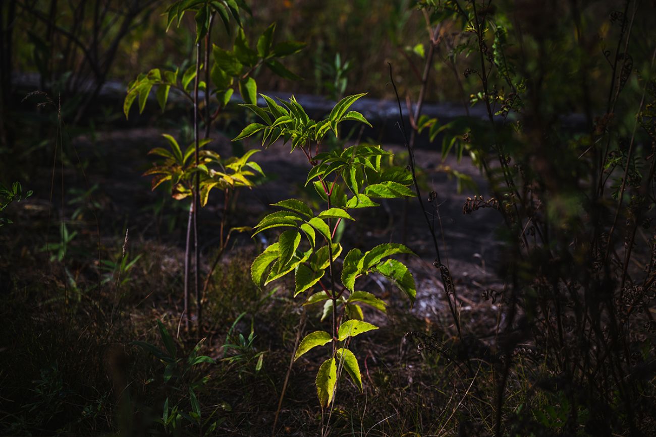 A sapling grows in stamp sand-polluted soil at Sand Point.