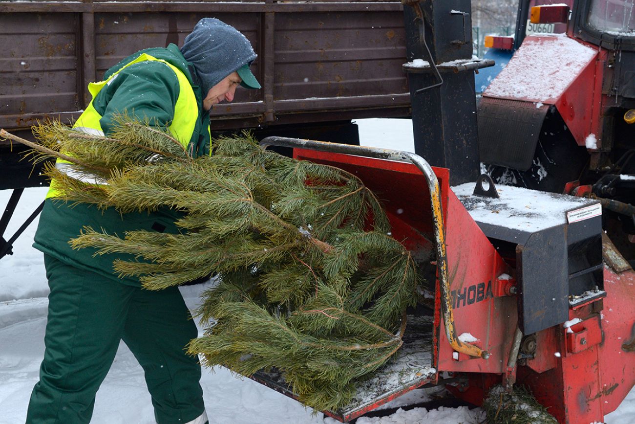 Worker puts branches of used Christmas tree in receiver of chipper.