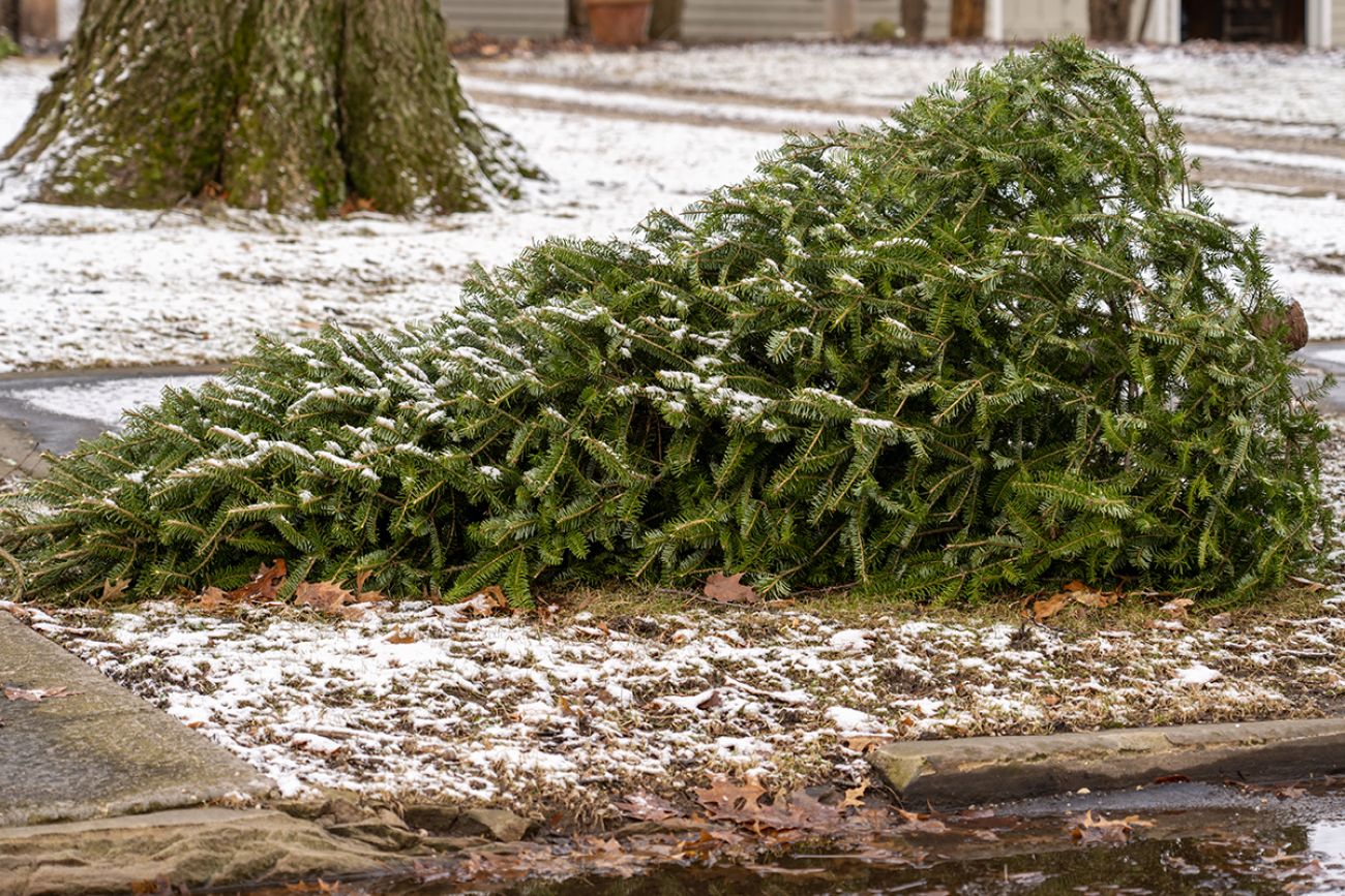 Family Christmas Trees thrown out