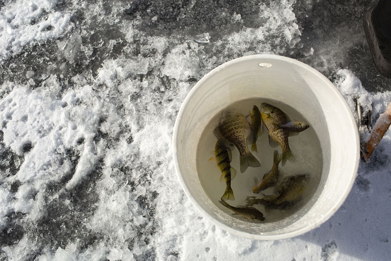 Fishes in a white bucket.
