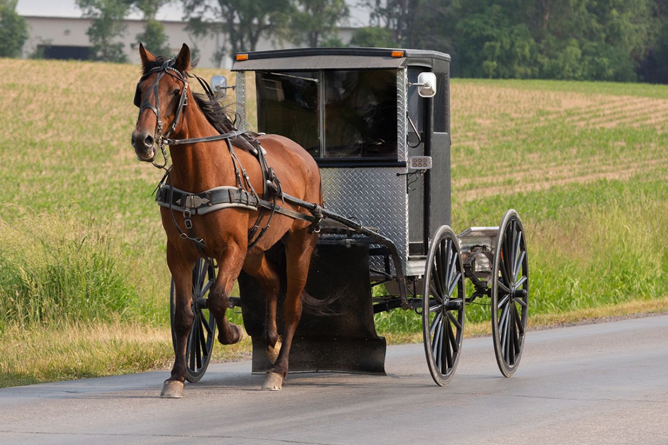 A horse and buggy