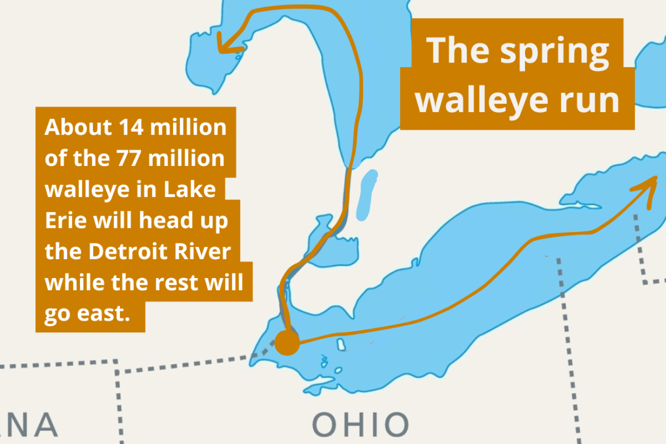 A graphic show the spring walleye map run.