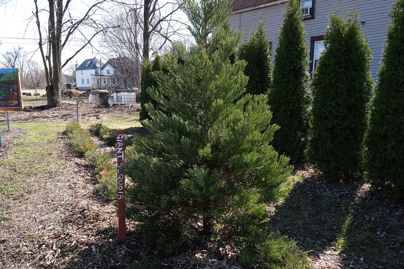 A giant sequoia tree planted into the ground.