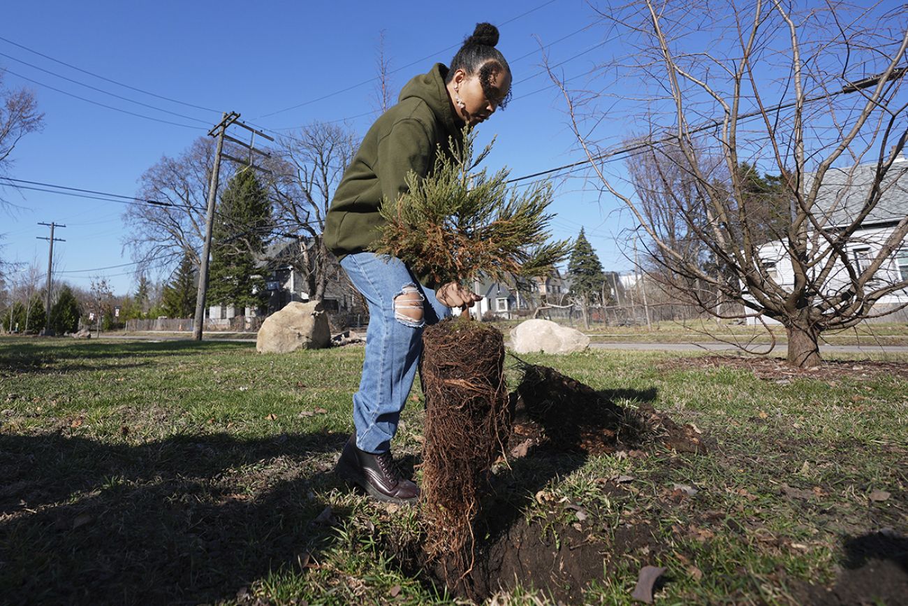 Gianna Holliday carrying a sequoia tree seedling. You can see its roots.