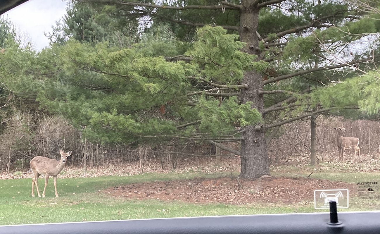A view of a deer from a car window.