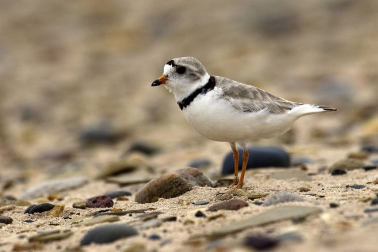 A piping plover on the beach.