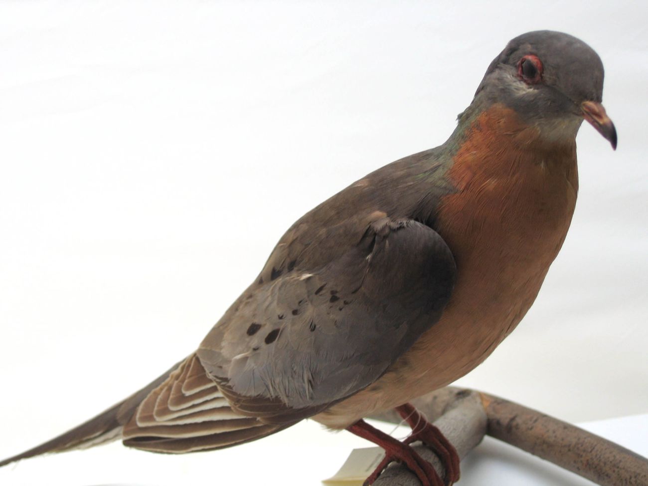 A taxidermied male passenger pigeon.