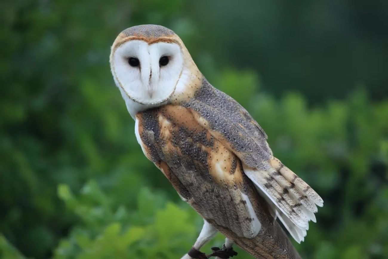 A photo of a common barn owl.