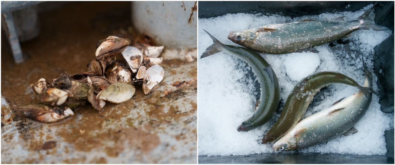 Left: White and brown invasive mussels. Right: Four white fish on ice.