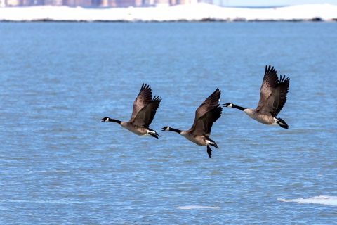 Three geese flying
