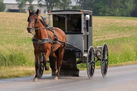 A horse and buggy