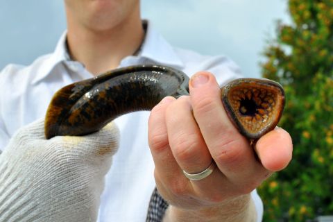A man holding a sea lamprey. 