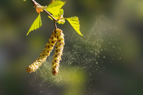 Birch pollen, blown up by the wind, is a strong allergen.