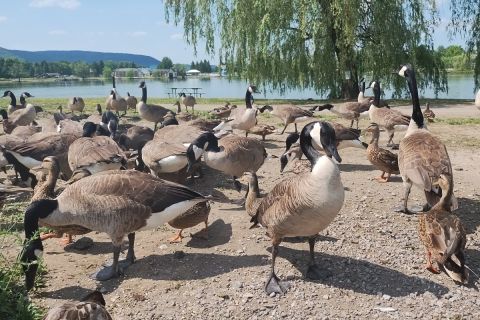 Geese on a beach