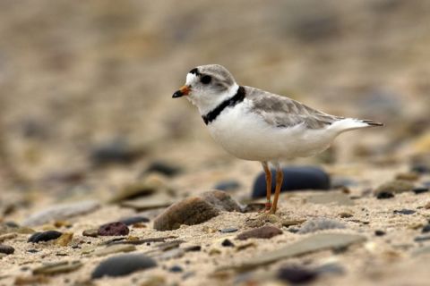 A piping plover on the beach.