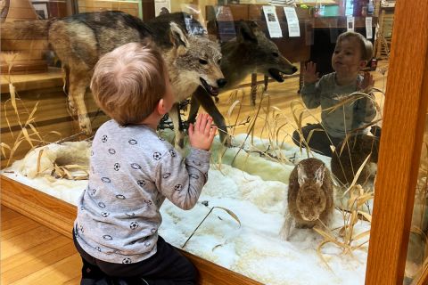A little boy looking at a display. 