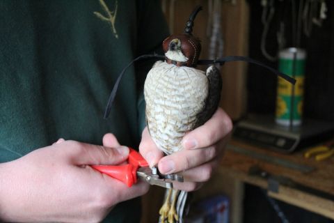 A man holds a hawk with a leather hood over its head as he attaches a metal band to the hawk's ankle