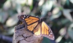 monarch butterfly