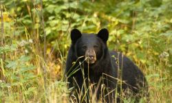 A black bear in Michigan