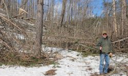 Bill Sterrett stands among downed trees on his property