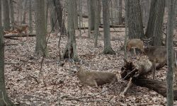 Many deer in the woods. 