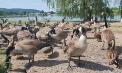 Geese on a beach
