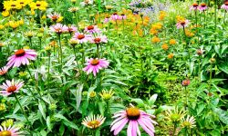 A photo of native plants