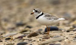 A piping plover on the beach.