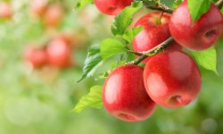 Red apples hanging on branch