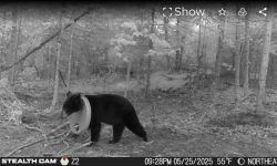 B&W image of a bear with a plastic lid stuck around its neck